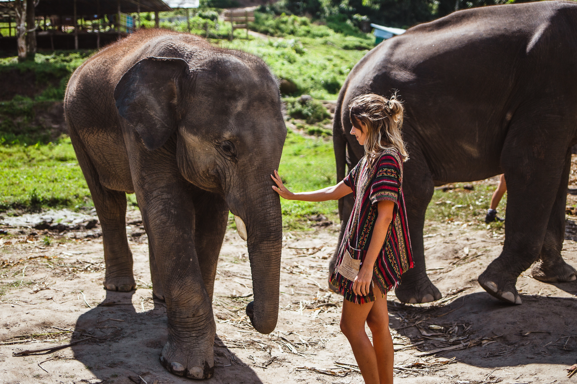 Elephants